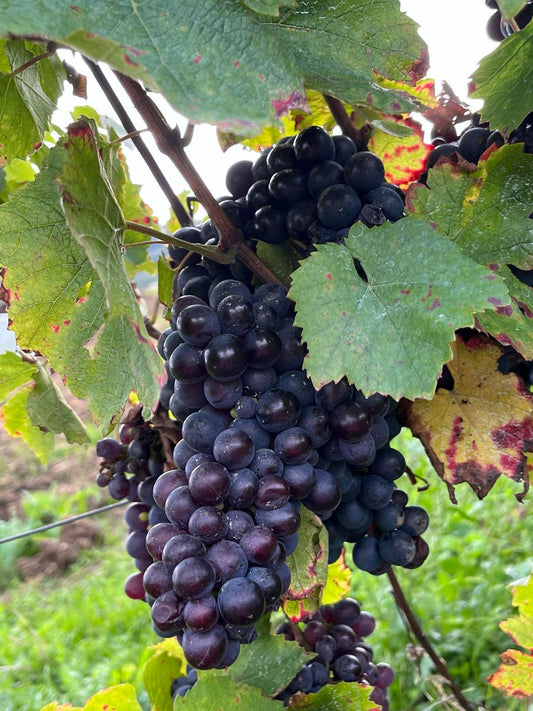 Les cépages cultivés sur sols argilo-calcaires et basaltiques : Pinot Noir, Chardonnay et Gamay