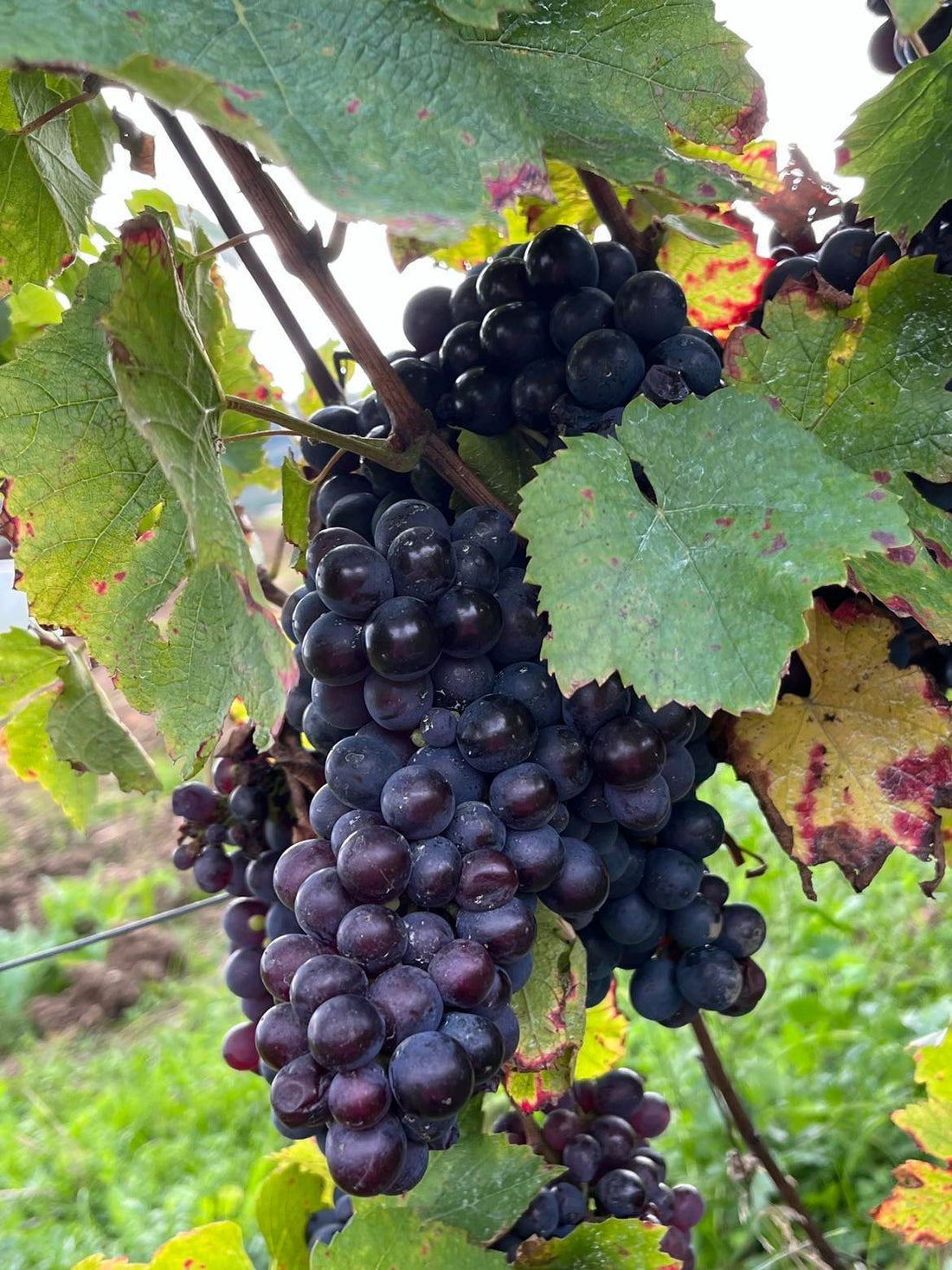 Les cépages cultivés sur sols argilo-calcaires et basaltiques : Pinot Noir, Chardonnay et Gamay